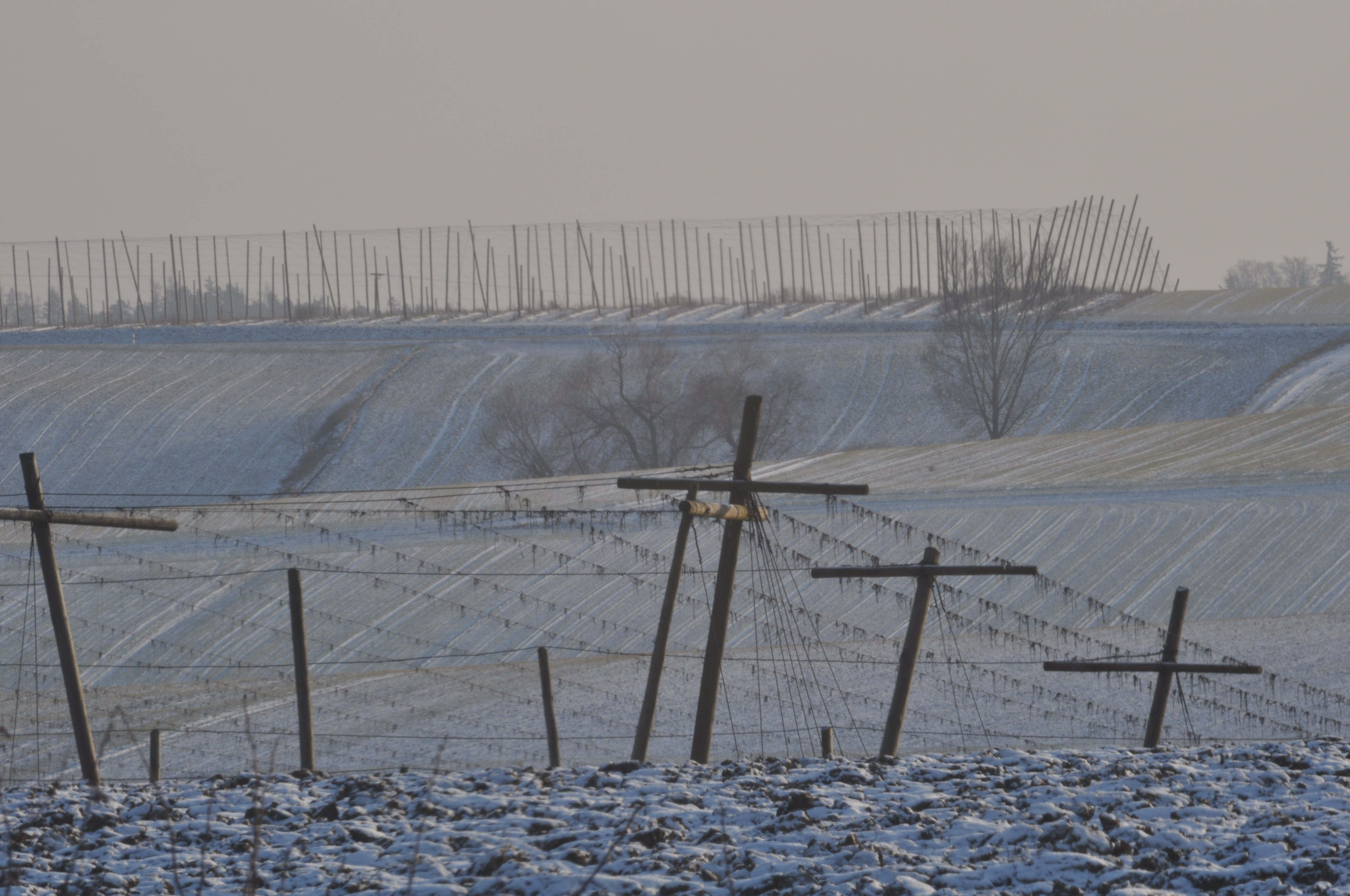 Hopfengarten im Winter